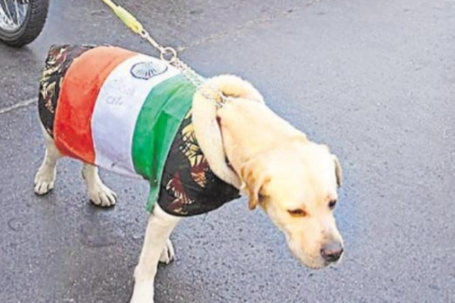 Man Booked for Dressing Dog in Tricolour surat niharonline